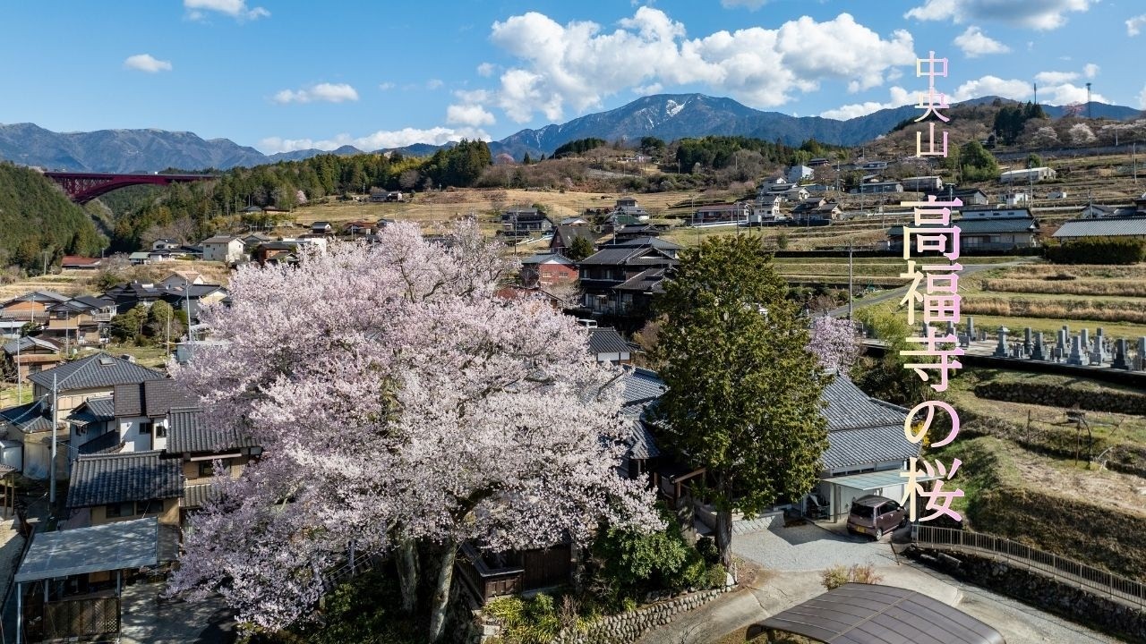 高福寺《桜》満開の様子を撮りました！ - YouTube