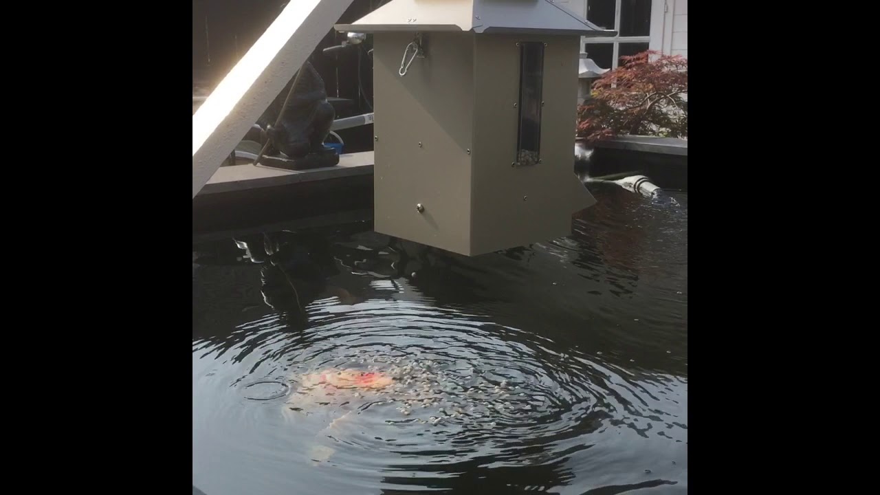 Sweeney Koi Cafe Feeder 2018 Youtube