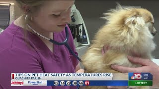 Extreme heat and pet safety, tips to detect and avoid heat related illnesses in animals