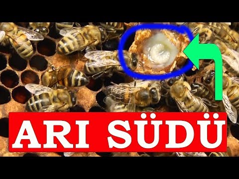 Video: Arılar Necə Alınır