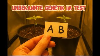 🥦New start in the basement! I'm testing unknown autoflowering plants🥦