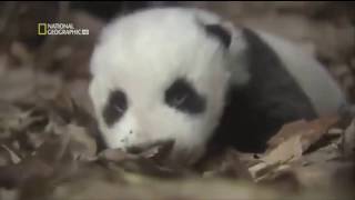 Documentary panda in danger of extinction