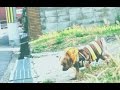 Pastel Make Noise - spot (music video)