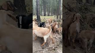 Baby Goat Nursery #goat #nubian #dairygoats #wildernesslife #babygoats #baby
