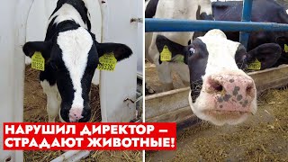 Скот кормили гнилью и плесенью! Крупные нарушения в сельском хозяйстве | Прокуратура