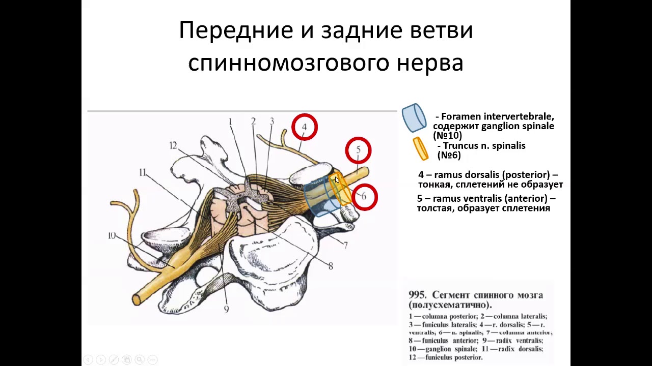 Спинные ветви