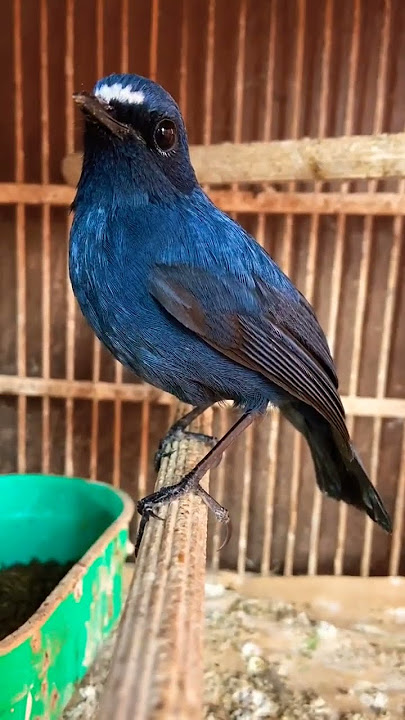 Burung Sunda Blue Robin