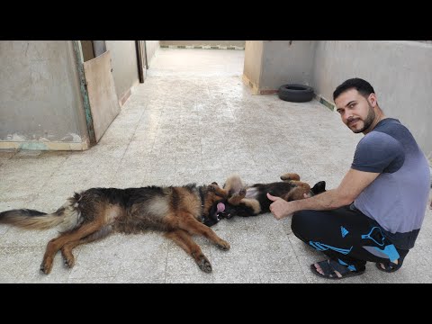 فيديو: كيفية تعليم الكلب الاستلقاء