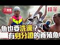 魚居然也有身分證！還要定期洗澡到底多講究？【週一愛玩客】自由發揮精華｜20130610