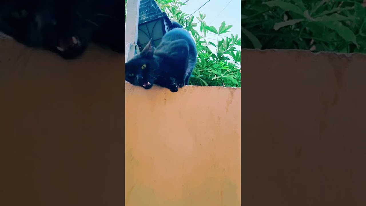 Cat talks to human|Cat meowing video |