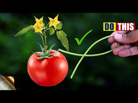 5 BEST GARDEN HACKS TO SUPPORT TOMATO PLANTS 🍅 | DIY TOMATO TRELLIS AND CAGES