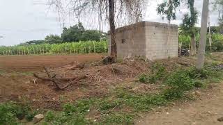 Sale agriculture land on 2 acrs 0;08 Gunta Red soil lingyat land near Nanjangudu 10 km  