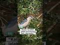 #sindanghayu #burung #shortvideos #martinbirdshop #viralvideos #kicaumanianusantara