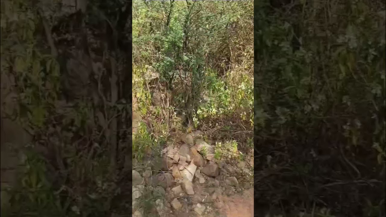 #bhattiminesultrarun