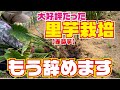 良心市で大評判でしたが里芋【赤芽芋】の栽培を辞める事にしました。【無農薬】【タケノコ芋】【京芋】