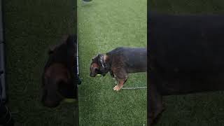 Buster Plays Fetch, Knows Drop It