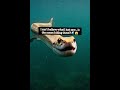 What is Hiding in the Deep Ocean? 🐍 #snakes #fypシ #fyp  #goviral