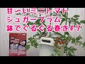 甘〜いミニトマト【シュガープラム】No.７ベランダでも簡単！鉢でぐるぐる仕立て