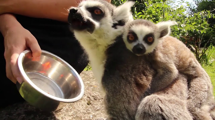 Tæt på lemurer | Feed the lemurs | Odense ZOO