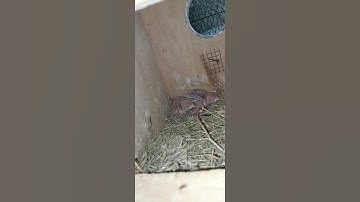 So Cute Fawn Java chicks | Birds Fusion #Shorts