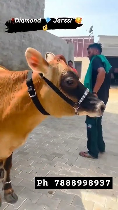 jersey-cow-world-biggest-adder-milk-quality-35-letter-phone-number