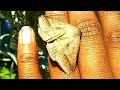 MOCIS MOTH EMERGES from pupa and gets released into backyard! Live a healthy long life, little moth!