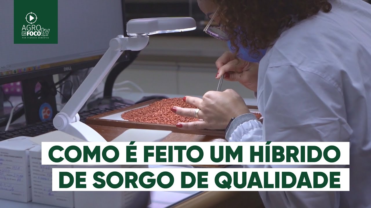 Como é feita a produção de sementes híbridas de sorgo - Programa #56 - Agro Em Foco TV Digital