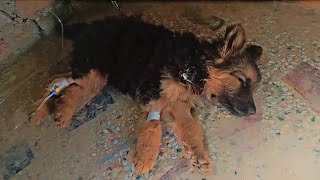 The Full Simba & Maxxy Episode (Training, Recovery, Daily Life) 🐶🐶 @M.Z-3224 