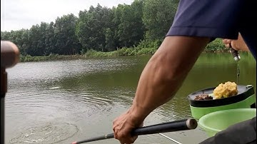 #Câu đài.. trải nghiệm 4 cái ao hoang. Kết quả ao đầu tiên giật cá cháy lông nách luôn (ao1