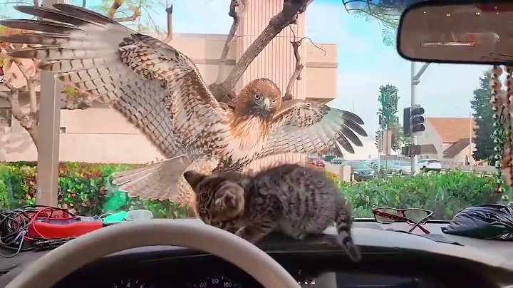 Kitty Almost Eaten By HAWK 