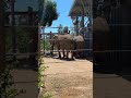 San Diego zoo #sandiego#sandiegozoo#adayinmylife#vlog#sandiegohiddengem#vlog#ok#nature