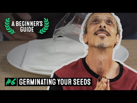 How to Germinate Cannabis Seeds - A Beginner's Guide with Kyle Kushman #6