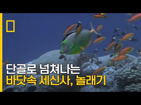 단골로 넘쳐나는 바닷속 세신사, 놀래기