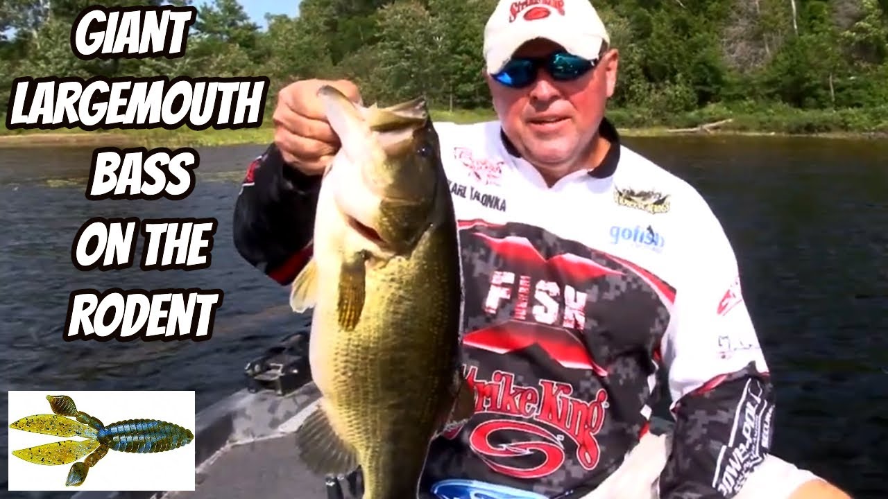 GIANT LARGEMOUTH BASS ON THE RODENT- Bass Baits