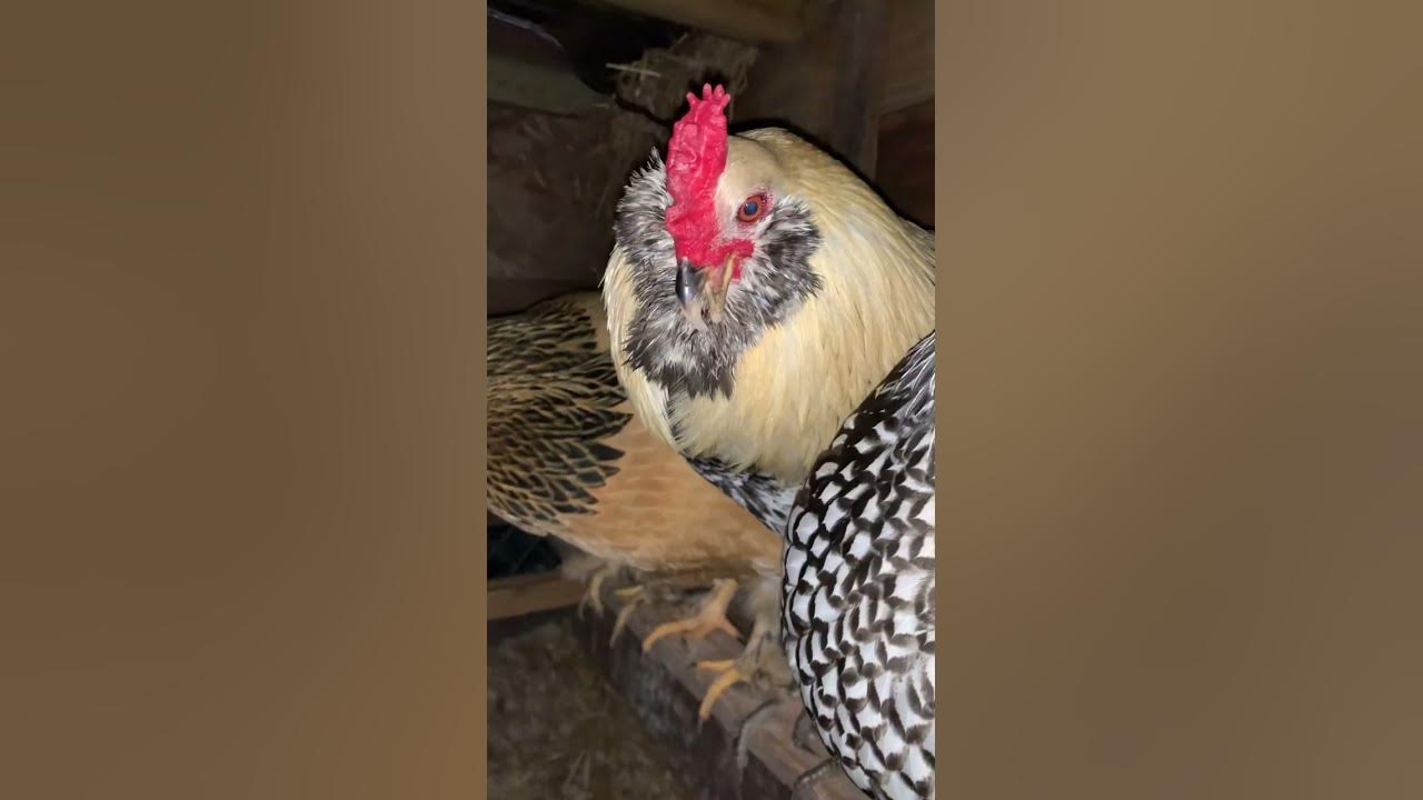 I hypnotized my rooster. Kaos kitty tucks the birds in. YouTube