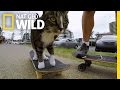 Skateboarding cat does tricks  kitten impossible