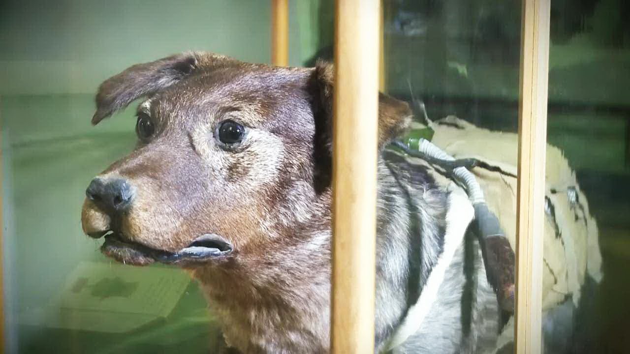 Собака отрывает бампер