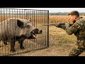 Fallenfang Gegen Millionen Riesenwildschweine Taktik Enthüllt