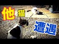 愛猫　【猫の出会い】　ねこの交流会