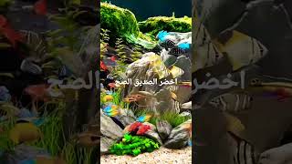 اخضر شريك ضريقك