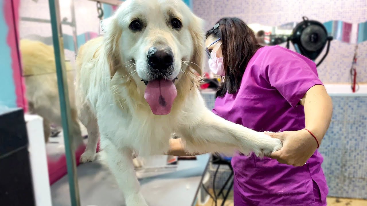 My Cute Dog Gets Grooming YouTube My Cute Dog Gets Grooming YouTube