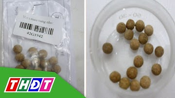 Ngộ độc sau khi uống thuốc trị tiểu đường không rõ nguồn gốc | THDT