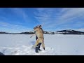 A Newfoundland Coywolf hunt , maybe a wolf!