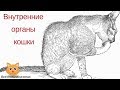 Внутренние органы кошек