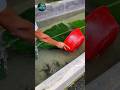 Part 70 | যমুনা নদীর চিতল মাছের পোনা চাষ করুন | Chitol Fish Farming #fishfarm #fishfarming #foryou