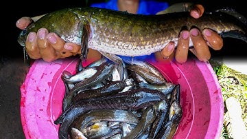 Thả Câu Cá Thác Lác, Xả Hết 150 Cần Dính Gần Hết