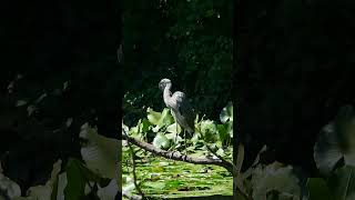 Great blue heron cooling down in a hot summer #shorts #heron