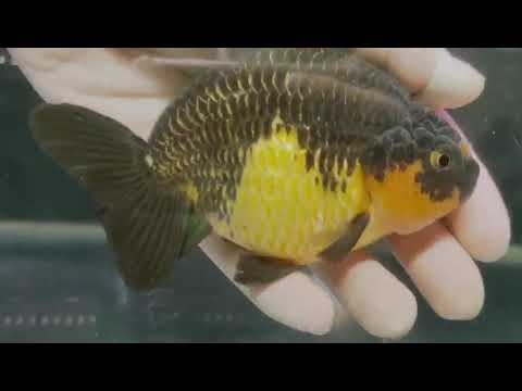 Apache Ranchu Goldfish - YouTube