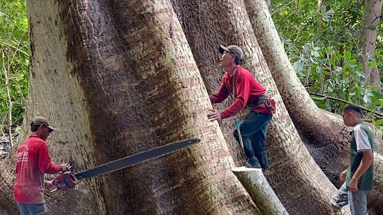 Cưa cây gòn rất to , siêu khủng , Ở  gần chợ ba chúc , Cưa cây kỷ thuật cao