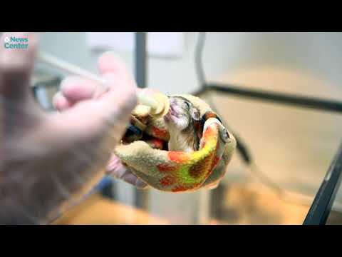 Project Wildlife Takes Care of Rare Kangaroo Rat Babies